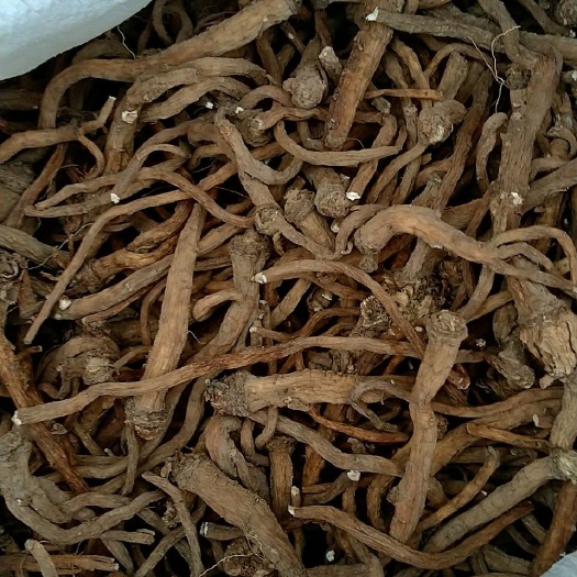 东港市蒲公英 
