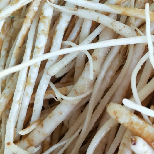 盐源县沙参 