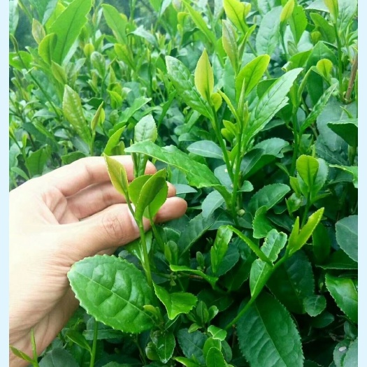 勉县绿茶  炒青茶 特级 散装