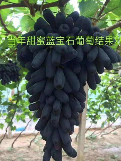 盖州市蓝宝石葡萄苗