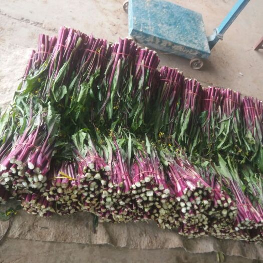 当阳市红菜苔  本地菜苔大量上市