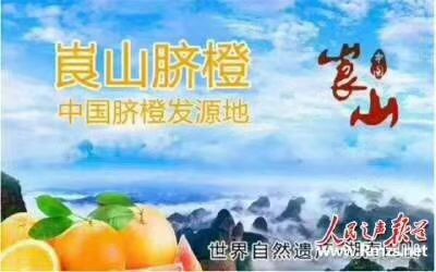 纽荷尔脐橙 崀山脐橙