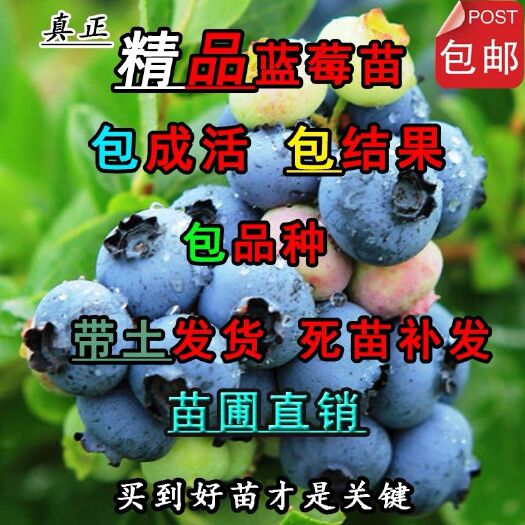 平邑县兔眼蓝莓苗 基地直销，现挖现卖，保成活，保品种。
