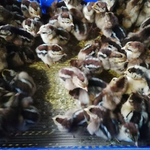 广州清远2号麻鸡苗 公
