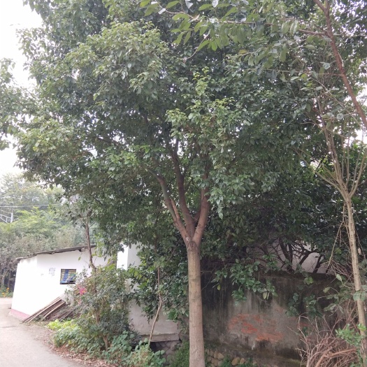 彭州市全冠香樟