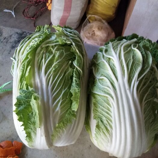 渭南青麻叶大白菜 陕西省渭南市华州区