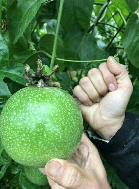 灵山县巨无霸百香果苗 