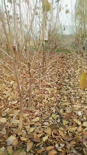 泰安吉塞拉樱桃苗