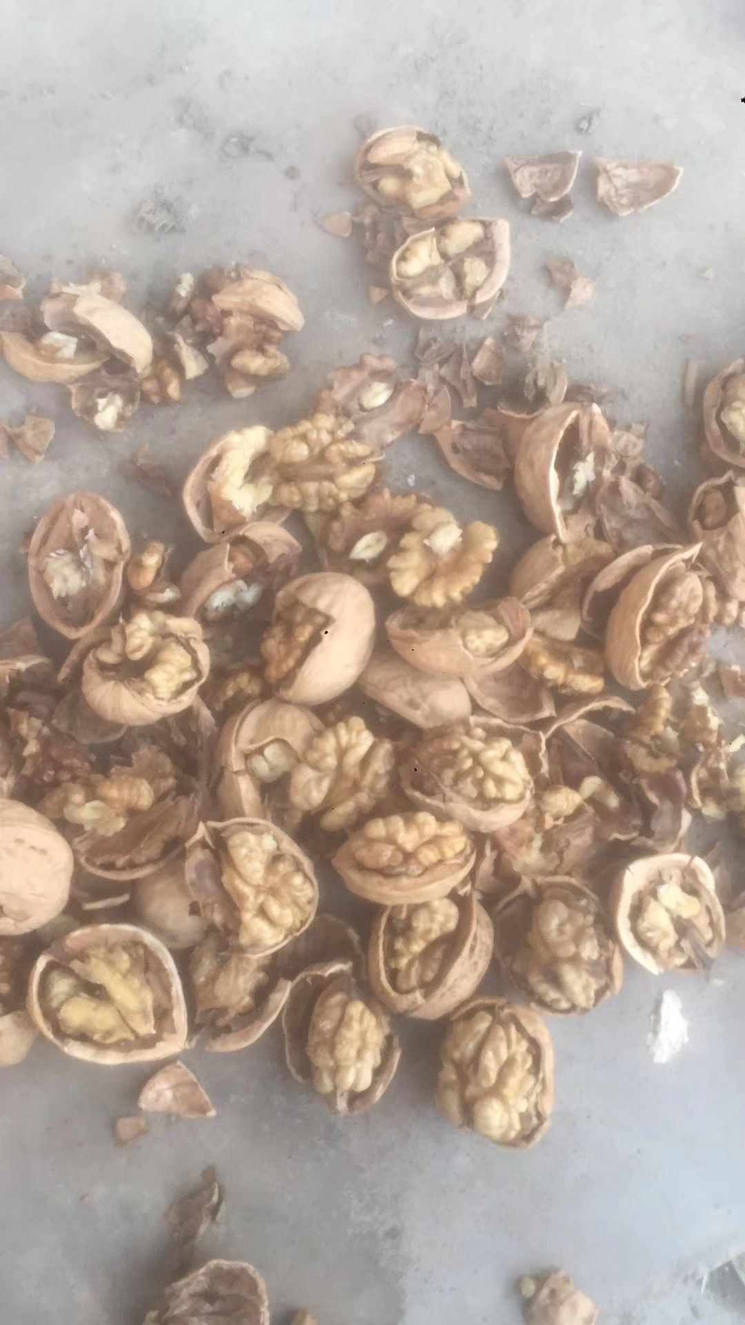 薄皮核桃  新疆核桃核桃基地供应电商款价格低