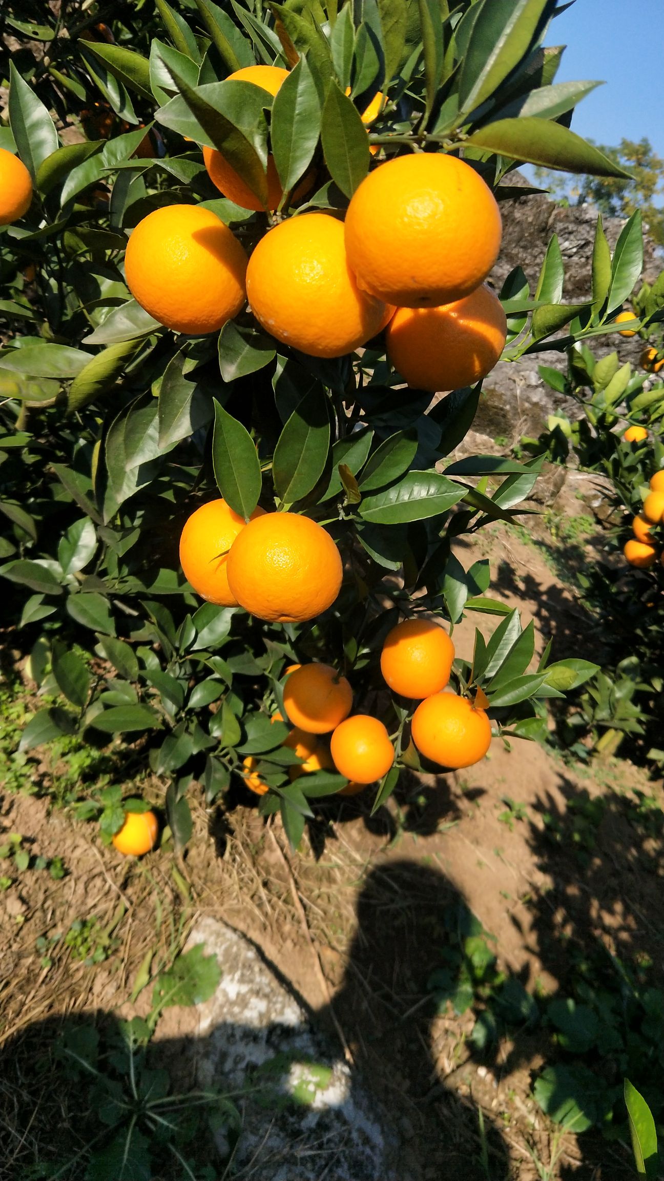 蜜香橙 55 