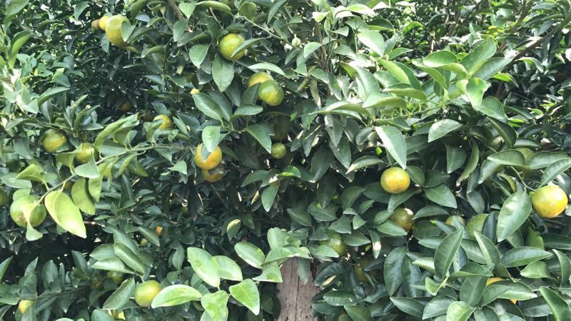 象州县 清香蜜桔 青皮蜜桔