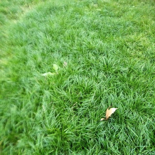 都江堰市麦冬草
