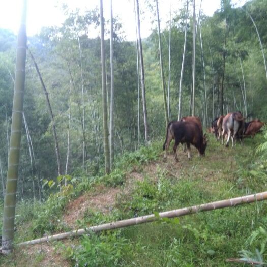 仁化县黄牛 400-600斤 母牛