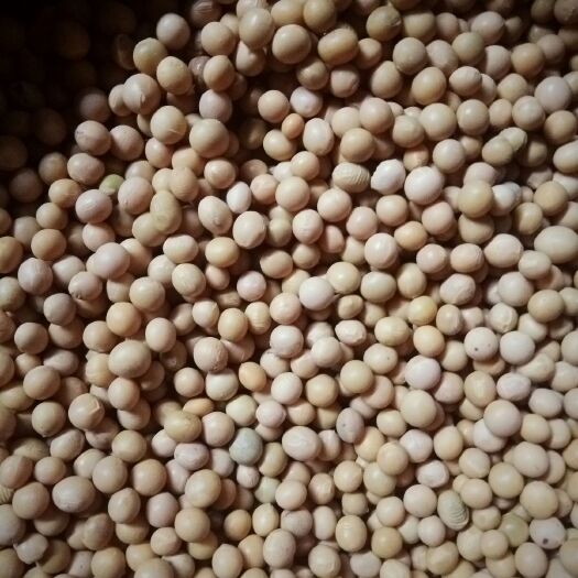 讷河市东北黑龙江大豆 生大豆 1等品 