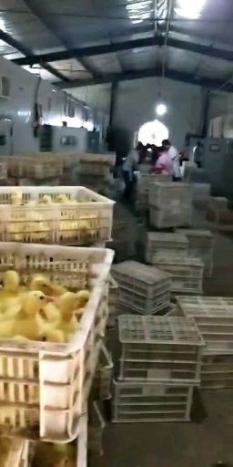 嘉祥县灰鹅苗