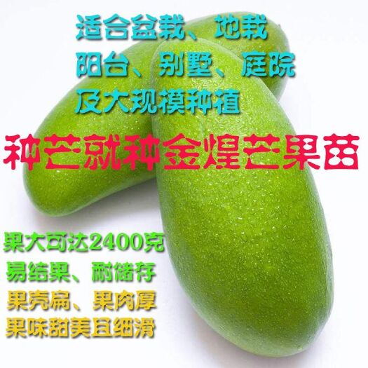 灵山县金煌芒果苗