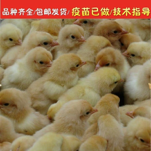 广州竹丝鸡苗 