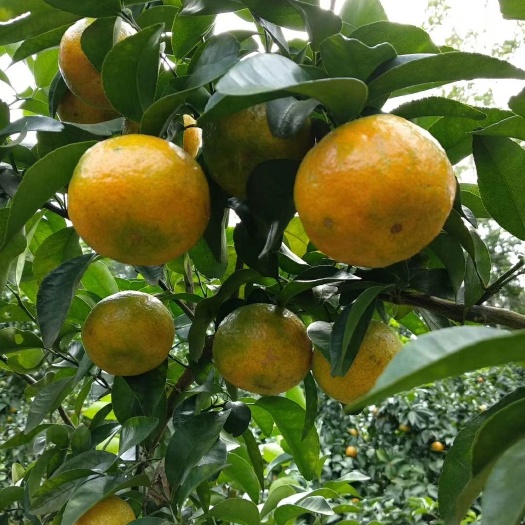 沙糖桔 沙塘桔种植在半山腰，土质为山腰黄土；自有种植面积200多亩
