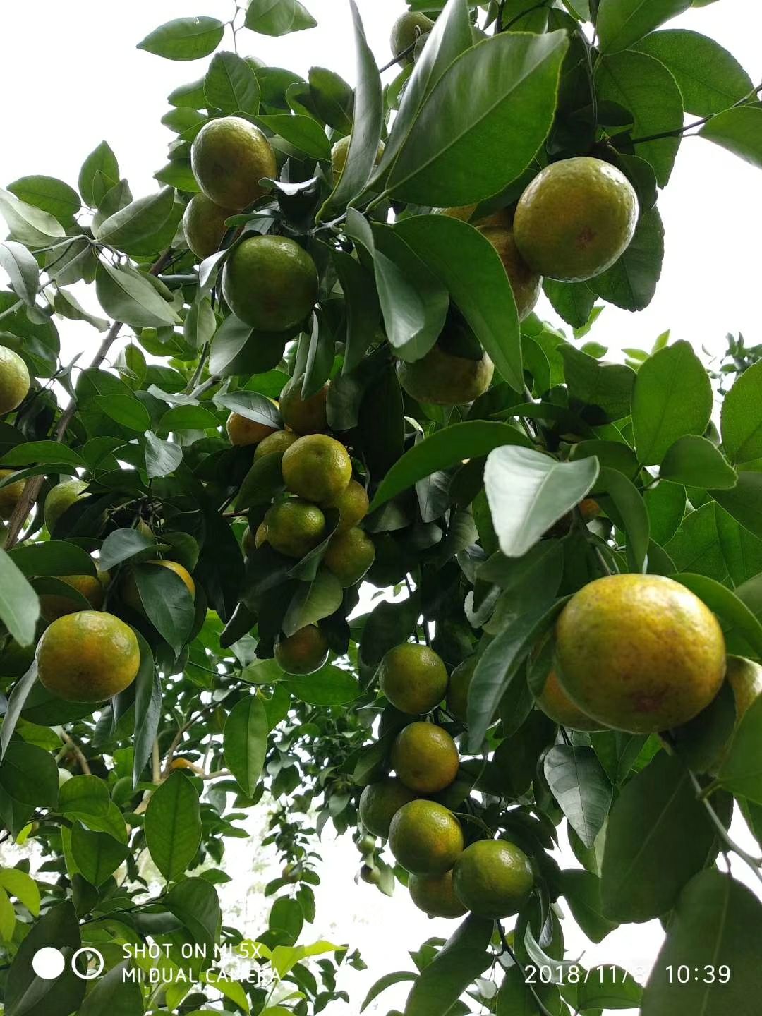 沙糖桔 沙塘桔种植在半山腰，土质为山腰黄土；自有种植面积200多亩