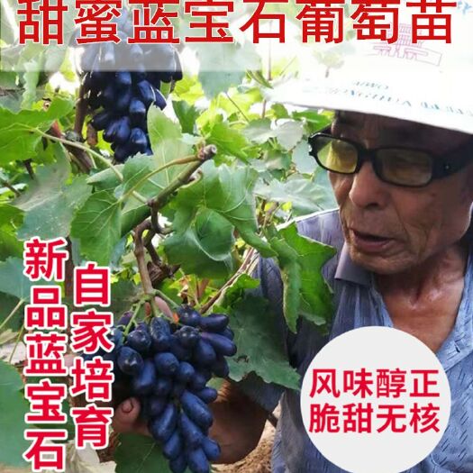 平邑县蓝宝石葡萄苗 