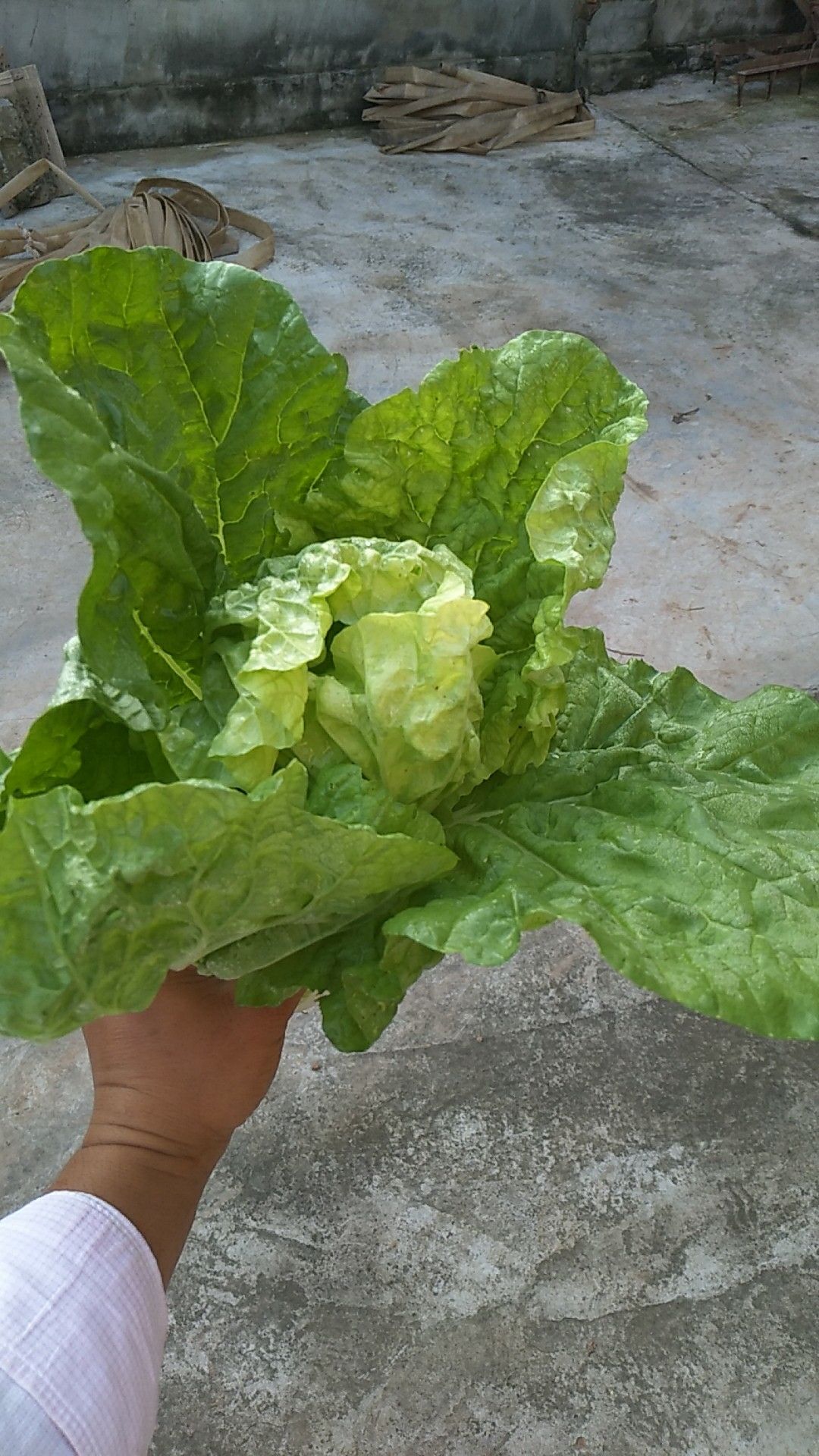 早熟五号大白菜12斤二毛菜