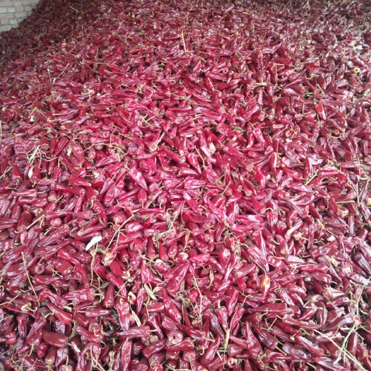忻州北京红干辣椒