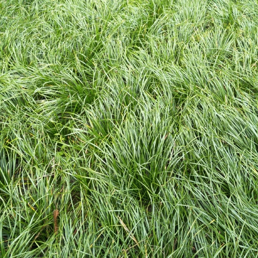 都江堰市玉龙草