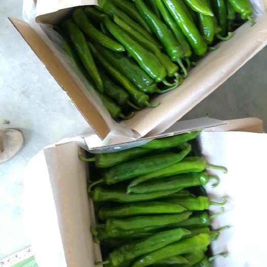 澄迈县 尖椒大量供应