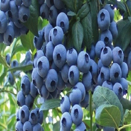 泰安兔眼蓝莓苗