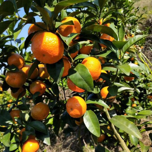 钟山县沙糖桔 4 - 4.5cm 1两以下