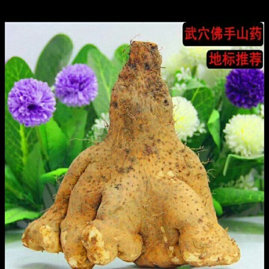 武穴市佛手山药 通货 