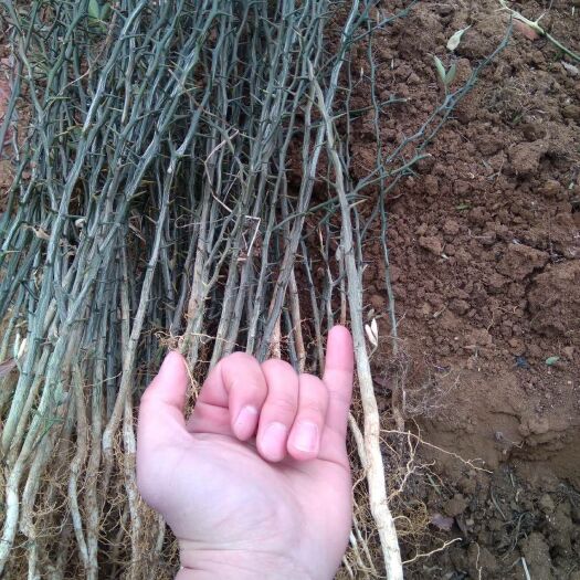 泰安种植枳壳苗