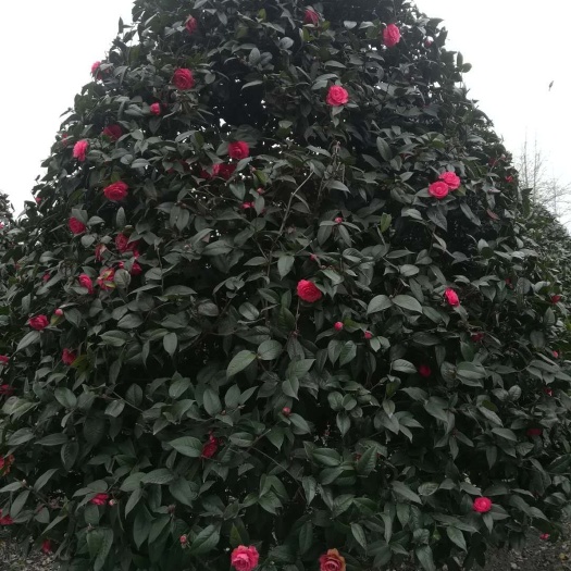 成都茶花树 140cm以上