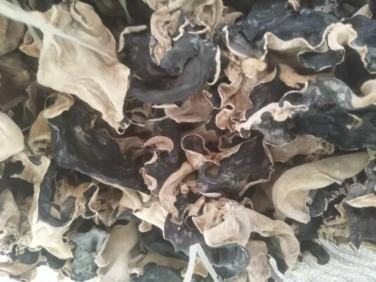 毛木耳 毛木耳批发 大木耳 皮耳 口感好 新货 全国包邮！