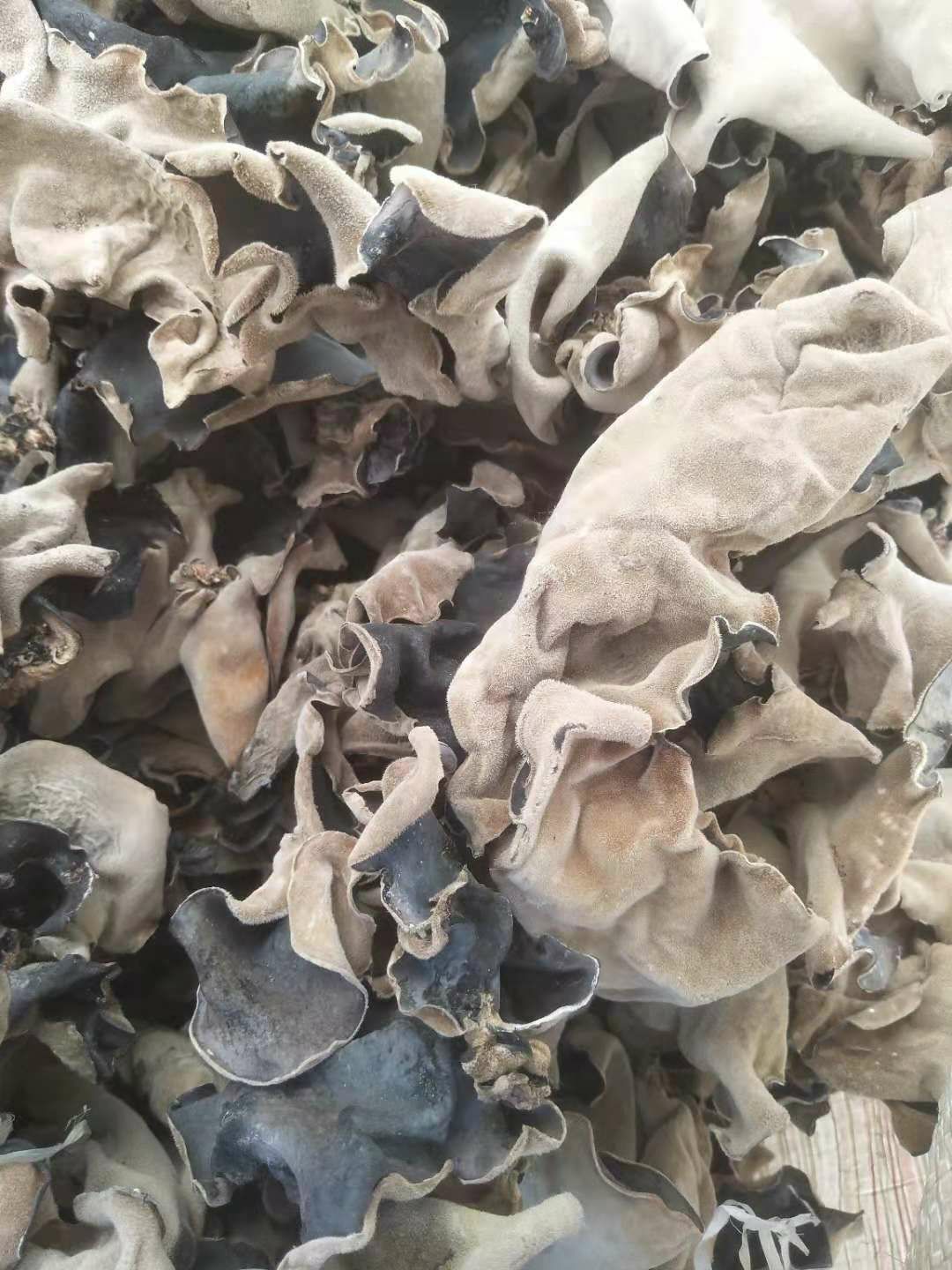 毛木耳 毛木耳批发 大木耳 皮耳 口感好 新货 全国包邮！