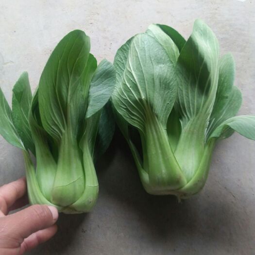 阜南县上海青 10~15cm 10/15cm
