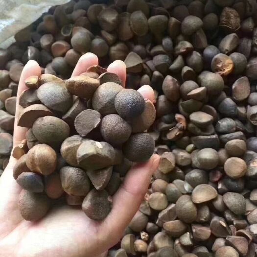 建宁县野生山茶油