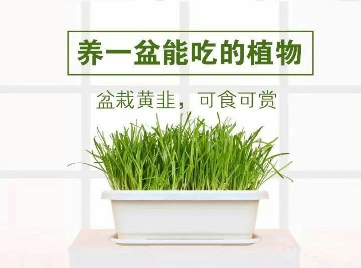 黄韭 头茬 20~30cm