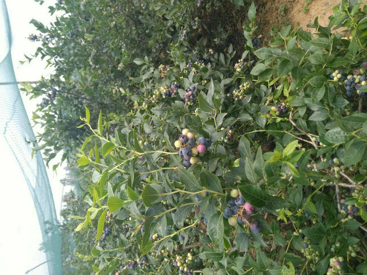 北高从蓝莓苗