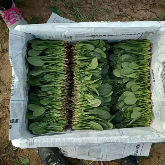 惠民县菠菜 15~20cm