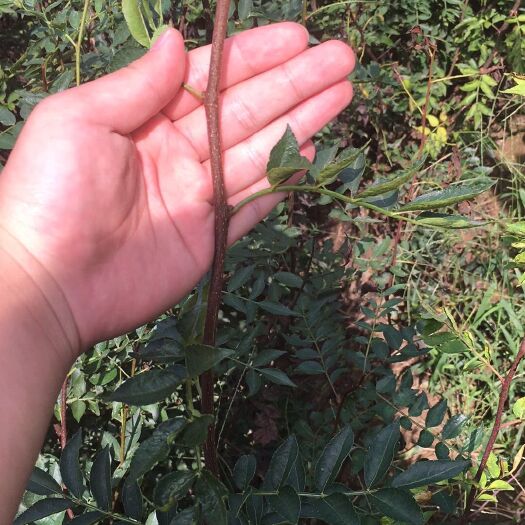 泰安无刺花椒苗