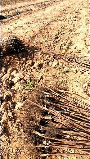绛县阳丰甜柿苗 阳丰甜柿子苗，富有甜柿子树苗，次朗甜柿子树苗，直接可以吃。