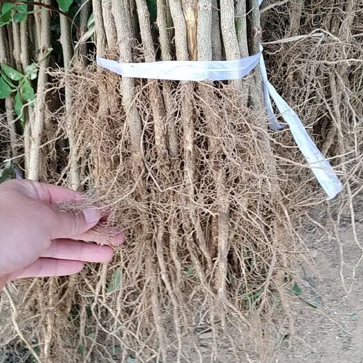 泰安大红袍花椒苗