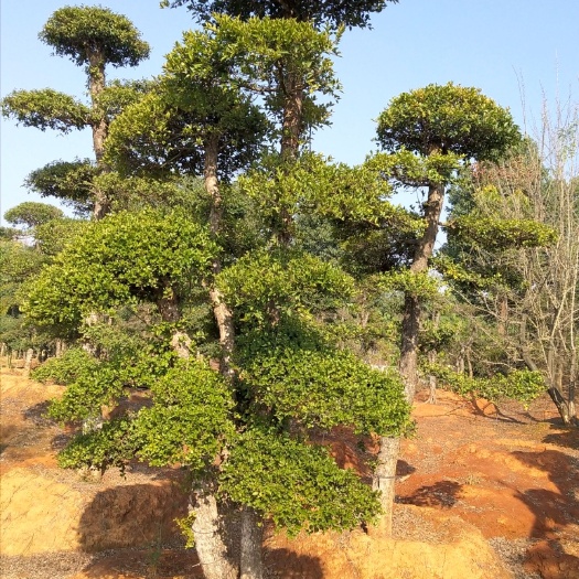 小叶白蜡树  白蜡树造型，树型好，成活率高，大量精品出售，欢迎来电