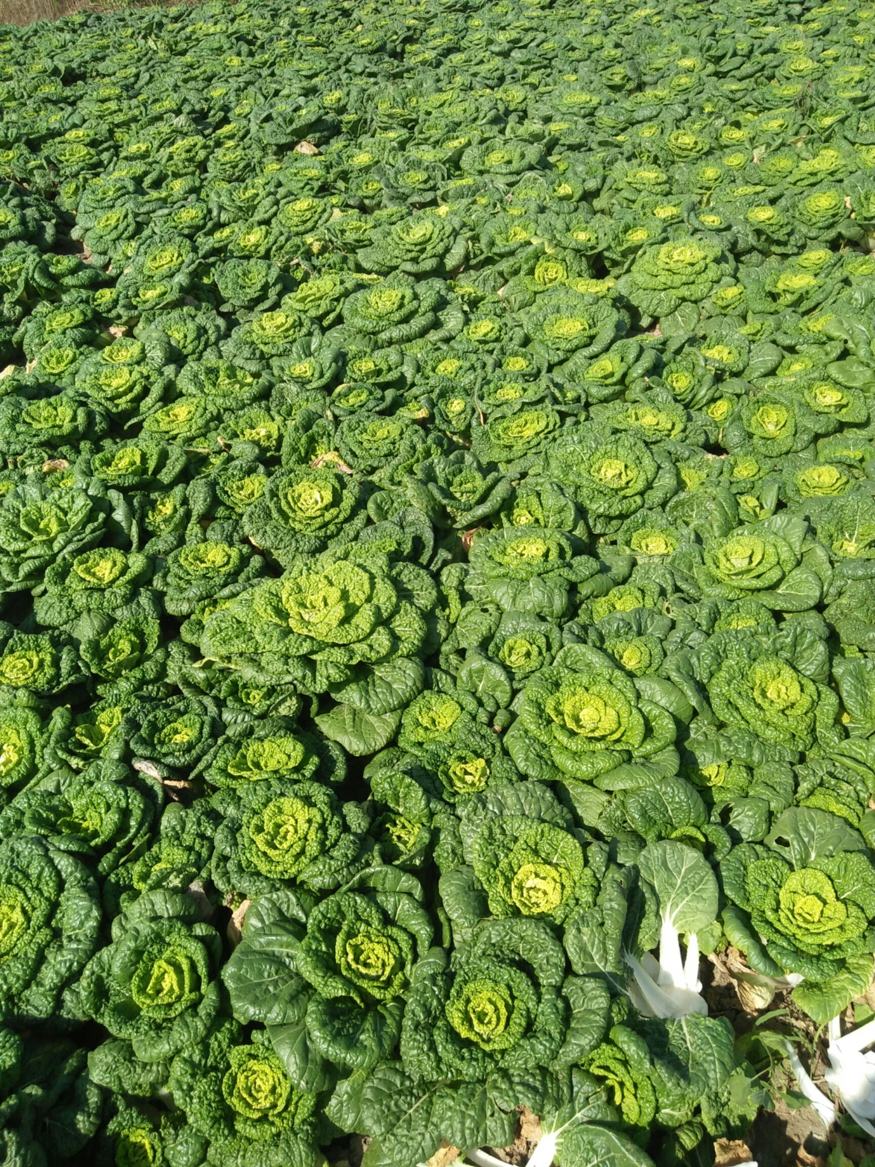 超级黄心菜 自家种植,价格优惠,精品包装,质量保证