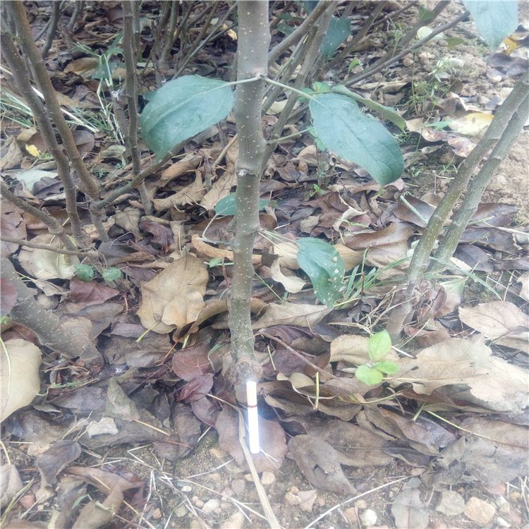 红富士苹果苗 1~1.5米