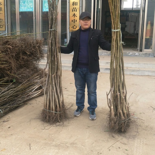 泰安香玲核桃苗 