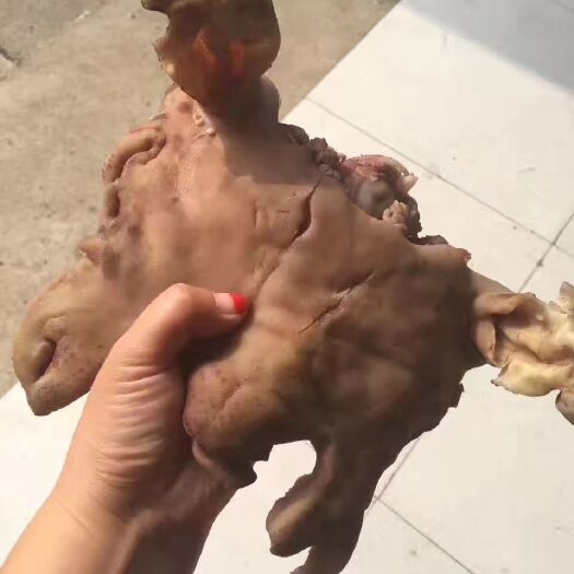 阳信县羊头 羊脸