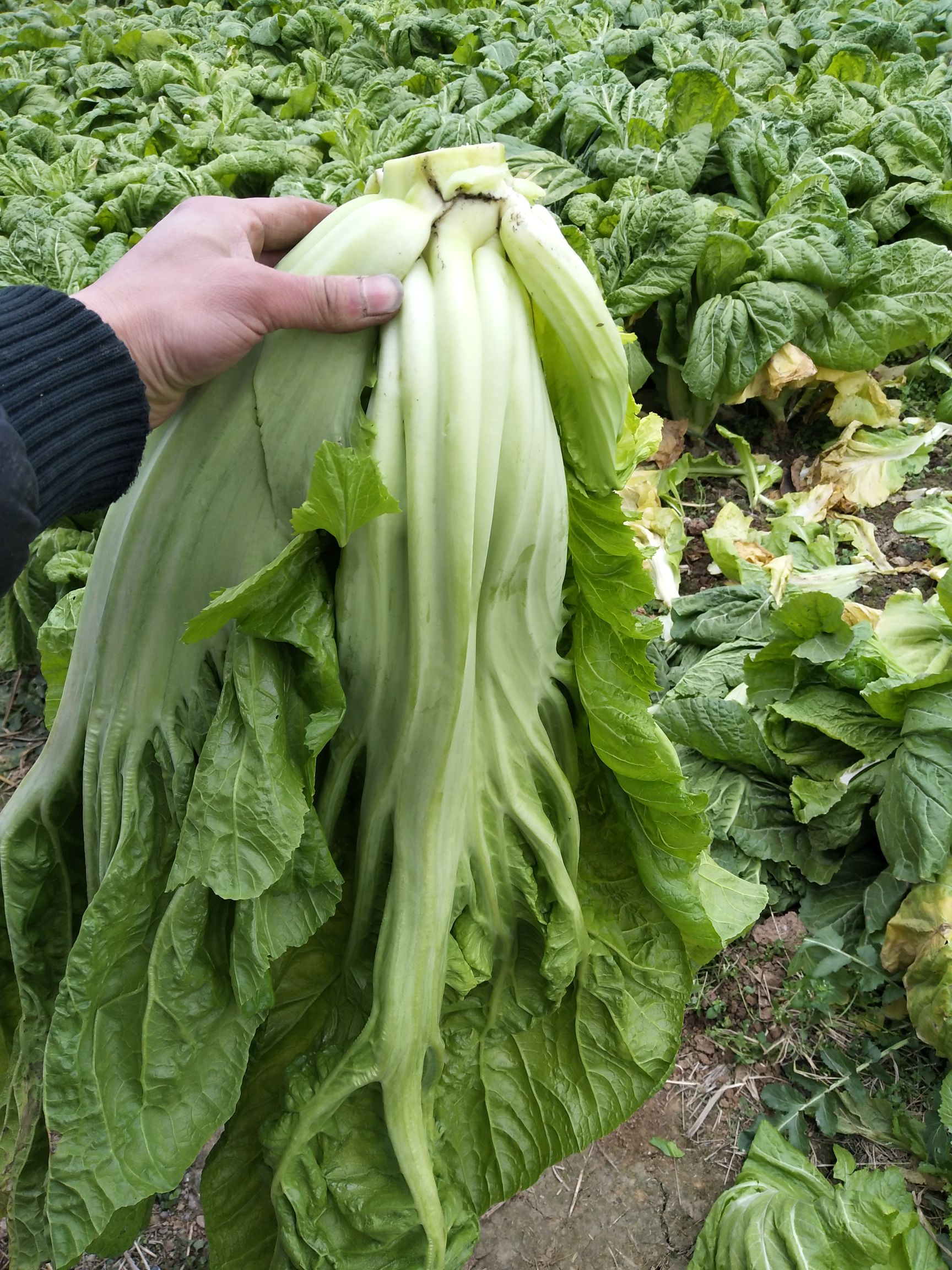 腌制青菜批发采购_腌制青菜供应_腌制青菜价格
