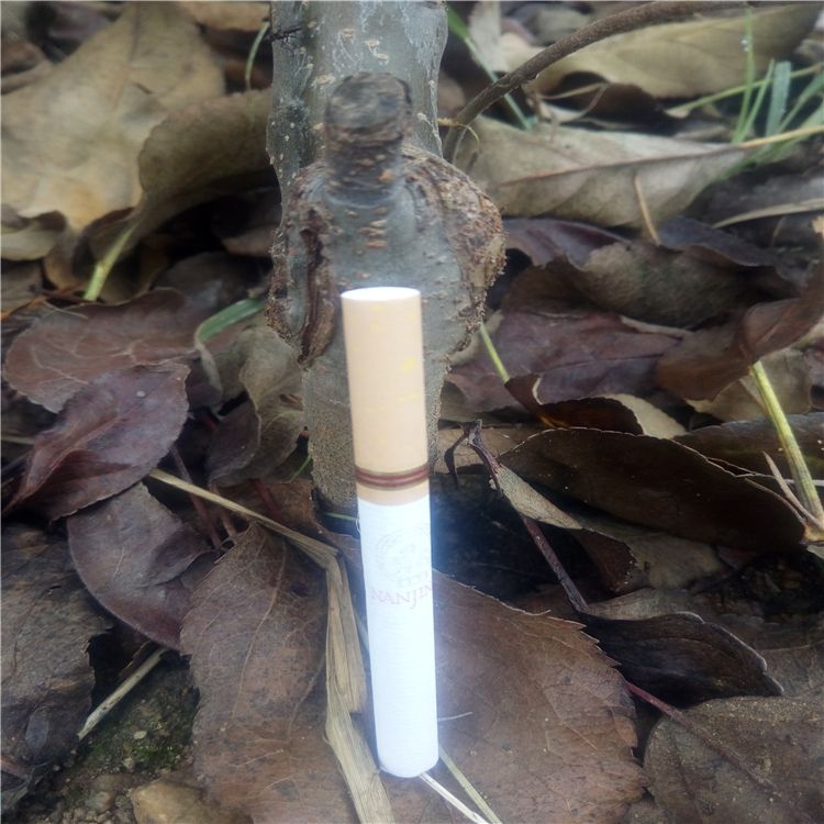 红富士苹果苗 1~1.5米